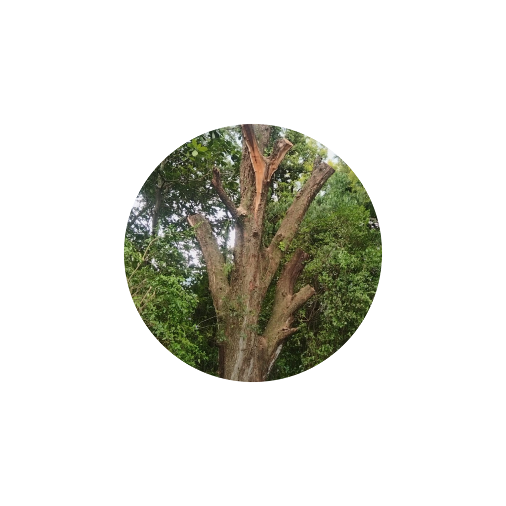designstreefelling.co.za