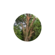 designstreefelling.co.za